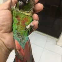 طوطی گرنجگ سخنگو