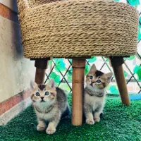 گربه اسکاتیش