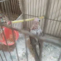 جوجه عروس هلندی