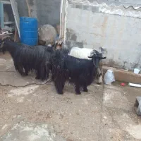 فروش ۴ راس بز جوان و چاق|حیوانات مزرعه|شوشتر, |دیوار