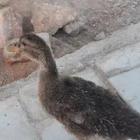 جوجه اردک|حیوانات مزرعه|سیرجان, |دیوار