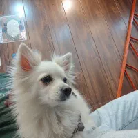 سگ پامر آشپیتز|سگ|جهرم, |دیوار