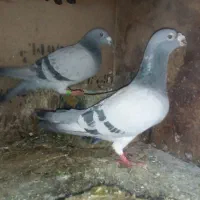 کبوتر فروشی