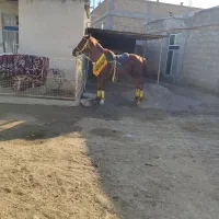 اسب کرد  ۴سالع سواری دار