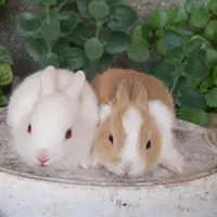خرگوش  بچه خرگوش