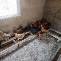 ۱۶ عدد مرغ تخم گذار