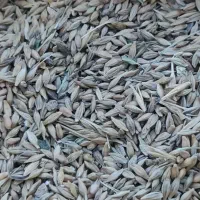 جو کیلو 750گندم کیلو650