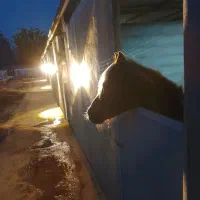 فروش اسب به صورت چکی|اسب و تجهیزات اسب‌سواری|تهران, حر|دیوار