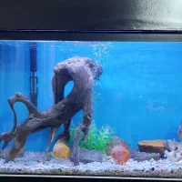 آکواریوم بزرگ با تمام وسایل ،بدون ماهی|ماهی|فامنین, |دیوار