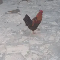 خروس
