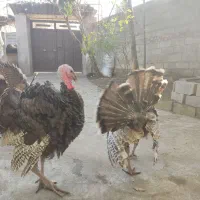 بوقلمون نر|حیوانات مزرعه|سرخرود, |دیوار