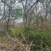 قطع وهرس درخت با اره موتور، فروش چوب گردو|خدمات باغبانی و درختکاری|چالوس, |دیوار