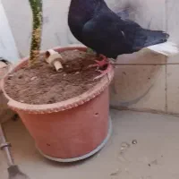 دم سفید ماده