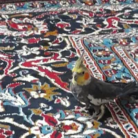 8000000|پرنده|رضویه, |دیوار