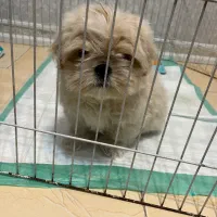 شیتزو سفید عروسکی