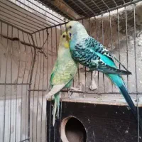 مرغ عشق