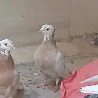 کبوتر ماده وکبوتر نر دم چطری واصفهانی وزردکله ماسی|پرنده|یزد, |دیوار