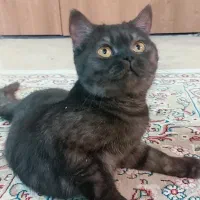 گربه اسکاتیش پرشین بلک