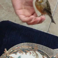 یک عددقناری نر