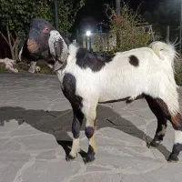 نر بز پاکستانی دوقلو زا|حیوانات مزرعه|پاکدشت, پاکدشت (مامازند)|دیوار