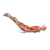 پارتنر ورزش یوگا