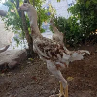 خروس لاری
