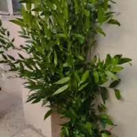 تاج گل ترحیم