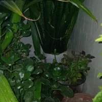 گل سانسوریا