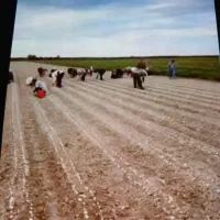 سلام سرکار هست برای کاشته سیر  تماس بگیرید