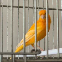 فروش قناری نر و ماده|پرنده|جم, |دیوار