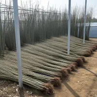 تخفیف طلایی نهال شال فرصت تکرار نشدنی|گل و گیاه طبیعی|خلخال, |دیوار