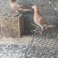جفت میولمنز