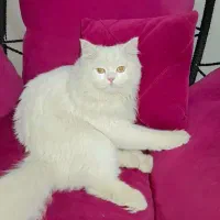 گربه پرشین نر