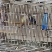 دوجفت کوتوله نرماده