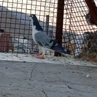 بدرنگ سبز و سینه تافته ای نر|پرنده|شیراز, میانرود|دیوار