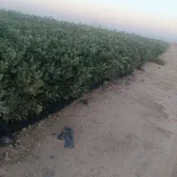 فروش نهال پسته|خدمات باغبانی و درختکاری|ورامین, شهرک ولیعصر|دیوار