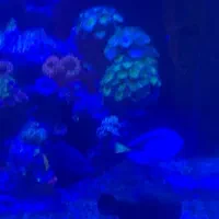 ماهی دم زرد و بلو تانگ