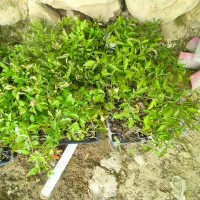 خدمات و باغبانی