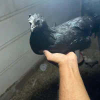 مولدایام سمانی لهستانی جوجه ویاندوت برهما مرغ