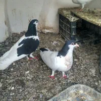 جفت خال با جوجه