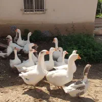 غاز و قوغاز