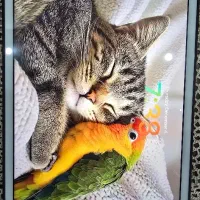 تبلت اپل iPad 8th 2020 Wifi|تبلت|شیراز, عفیفآباد|دیوار