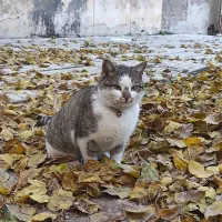 گربه خانگی پیدا شده