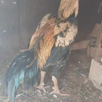 خروس لاری نژاد دار