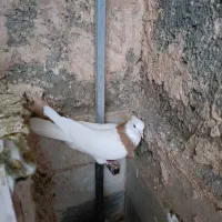 کفتر کبوتر|پرنده|سبزوار, همت|دیوار