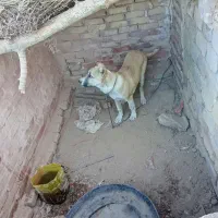 کچ دل فروشی موقعیت سرایان|سگ|سرایان, |دیوار