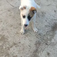 توله سگ نر ۴/۵ماهه|سگ|سیمین شهر, |دیوار