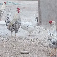 سه عدد خروس گلین خوشکل چهل تاج کللی ریشو|حیوانات مزرعه|قم, شهرک فاطمیه|دیوار