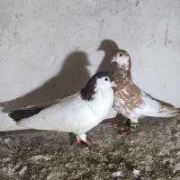 کبوتر. کفتر ساده|پرنده|تربت جام, شهرک آزادگان|دیوار