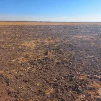 زمین کشاورزی ۳۸ هکتاری|فروش دفتر صنعتی، کشاورزی، تجاری|تاکستان, |دیوار